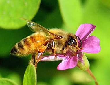 蜂蜜是蜜蜂從開(kāi)花植物的花中采得的花蜜在蜂巢